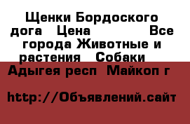Щенки Бордоского дога › Цена ­ 60 000 - Все города Животные и растения » Собаки   . Адыгея респ.,Майкоп г.
